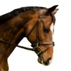 Black Oak By KL Select Maple Training Bridle -Farm housse 112201 KLSelect Trianing.Bridle2