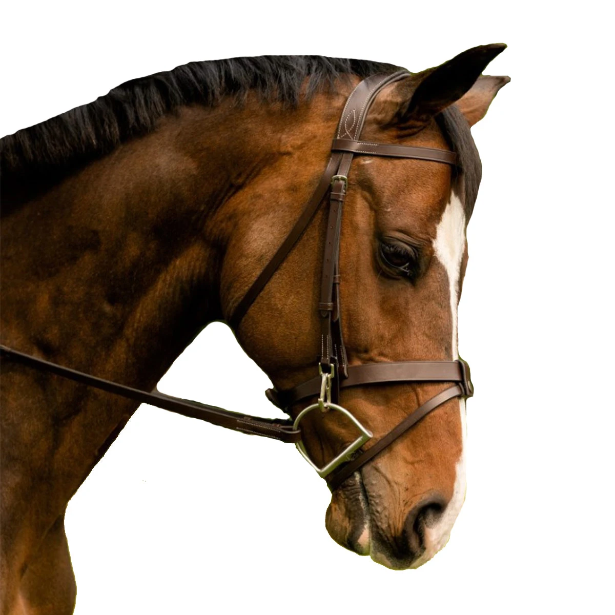 Black Oak By KL Select Maple Training Bridle 3 Black Oak By KL Select Maple Training Bridle