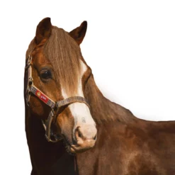 5/A Baker Breakaway Halter With Full Leather Crown 18 5/A Baker Breakaway Halter With Full Leather Crown -Farm housse 240b4339 9048 4c45 b162 14b4bca58d40