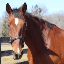 HDR Kushy Halter -Farm housse 24185 JPC Henri.De .Rivel .Kushy .Halter Havana Front