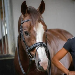 Penelope Daily Bridle 8 Penelope Daily Bridle -Farm housse Pen Daily 3