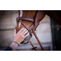 Penelope US Bridle 12 Penelope US Bridle -Farm housse Pen US 4