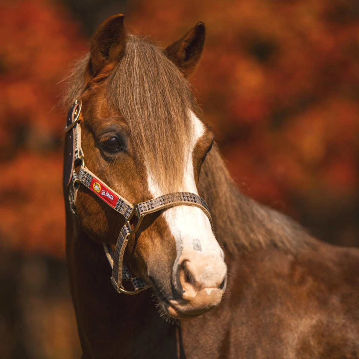 5/A Baker Breakaway Halter With Full Leather Crown 6 5/A Baker Breakaway Halter With Full Leather Crown - Image 4