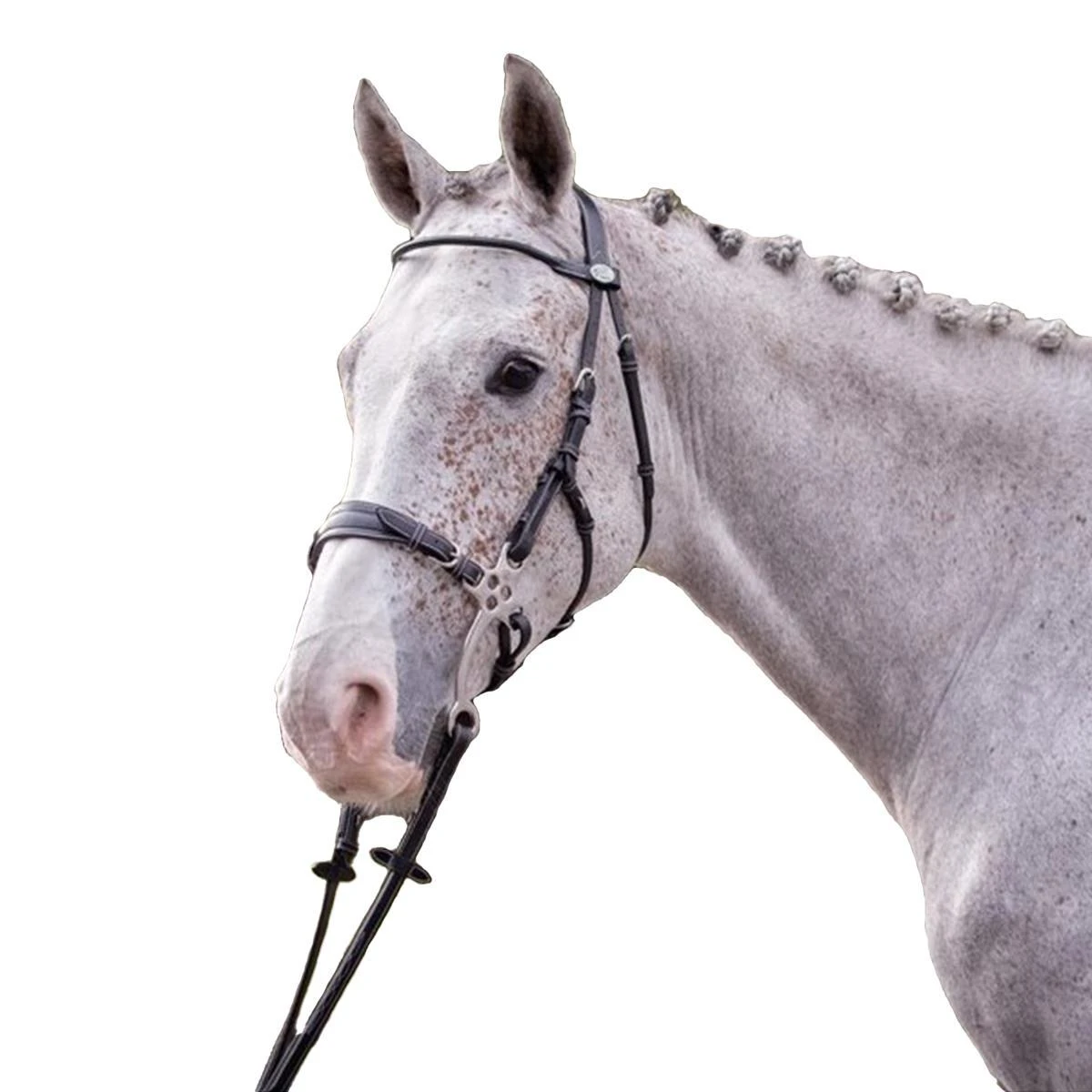Jump'in Hackamore Bridle - Week Collection 3 Jump'in Hackamore Bridle - Week Collection
